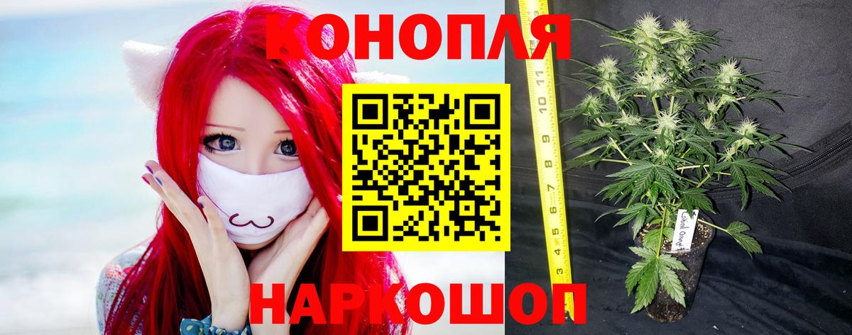 МАРИХУАНА гибрид  Вход с VPN  Каннабис тримм  Марихуана планчик  Бошки Шишки семена  Обнинск 
